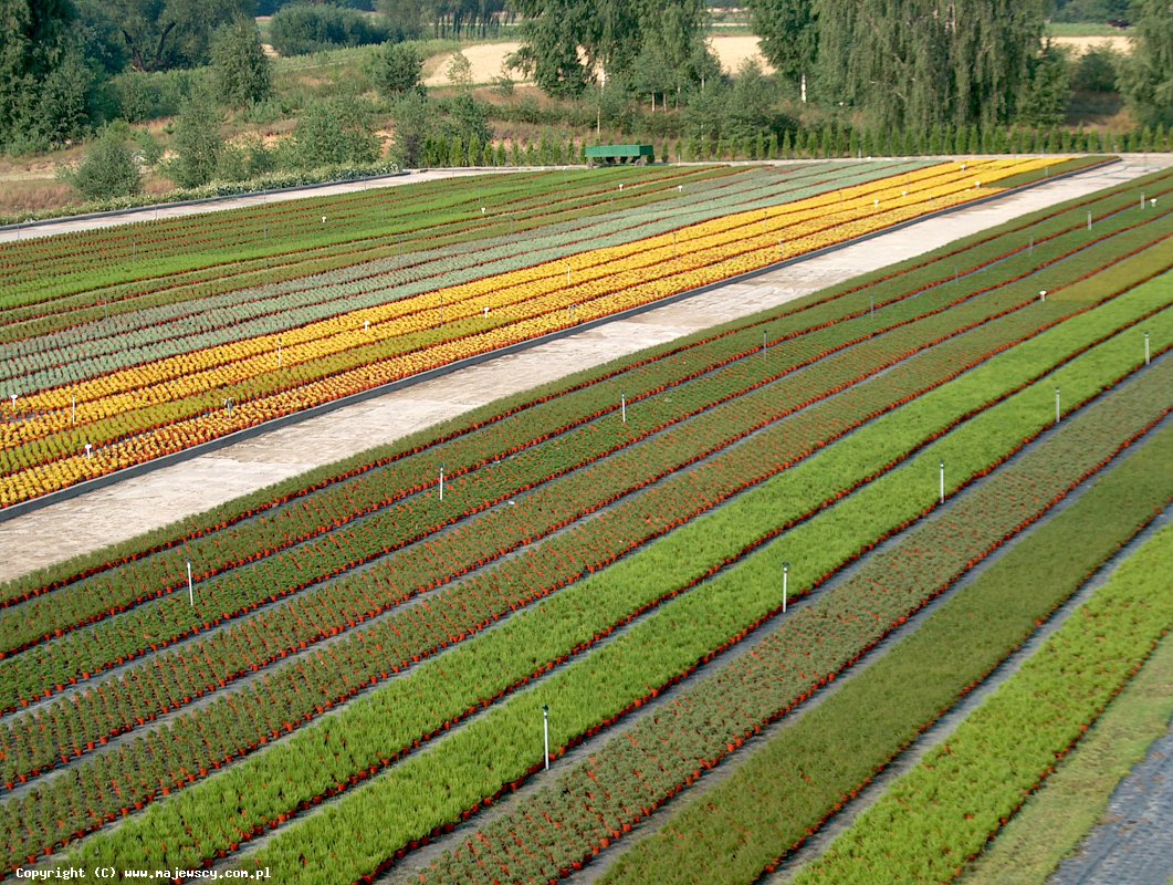 مشتل نباتات الخلنج، إنتاج شتلات الخلنج والأزاليا اليابانية البولندية مشتل نباتات الخلنج، إنتاج شتلات الخلنج والأزاليا اليابانية البولندية