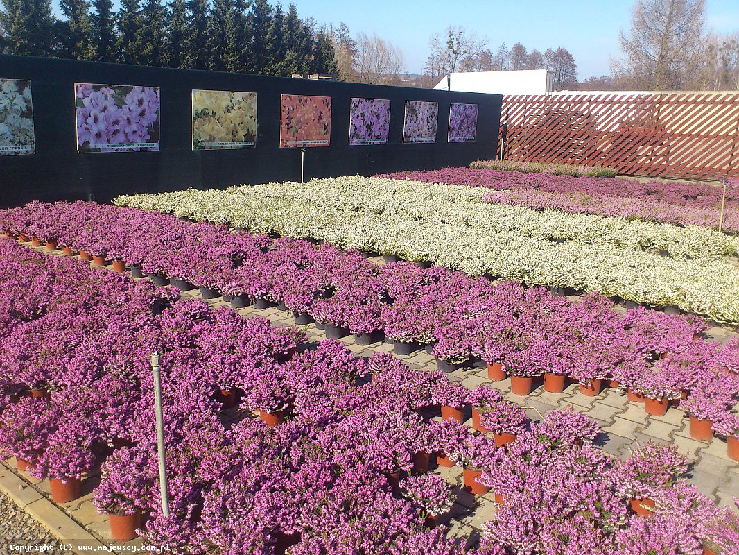 مشتل نباتات الخلنج، إنتاج شتلات الخلنج والأزاليا اليابانية البولندية مشتل نباتات الخلنج، إنتاج شتلات الخلنج والأزاليا اليابانية البولندية