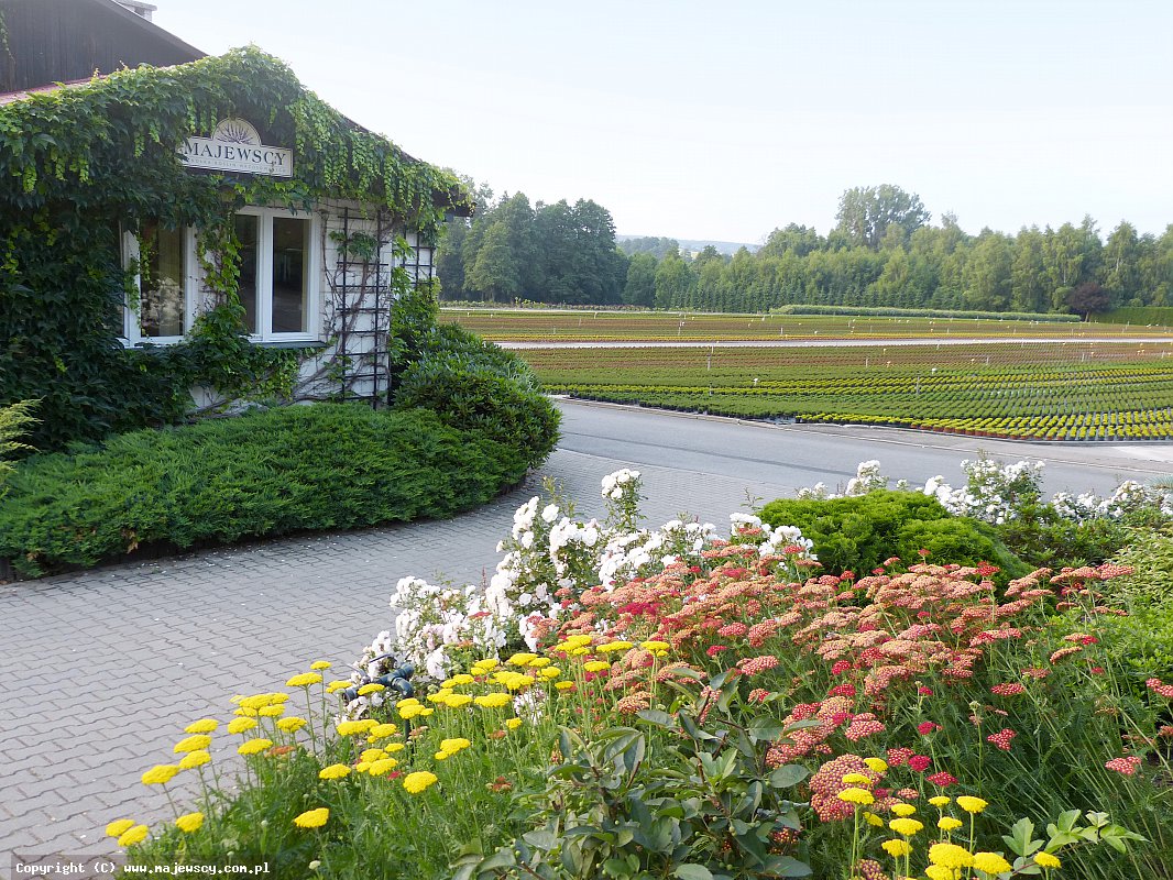 مشتل نباتات الخلنج، إنتاج شتلات الخلنج والأزاليا اليابانية البولندية مشتل نباتات الخلنج، إنتاج شتلات الخلنج والأزاليا اليابانية البولندية