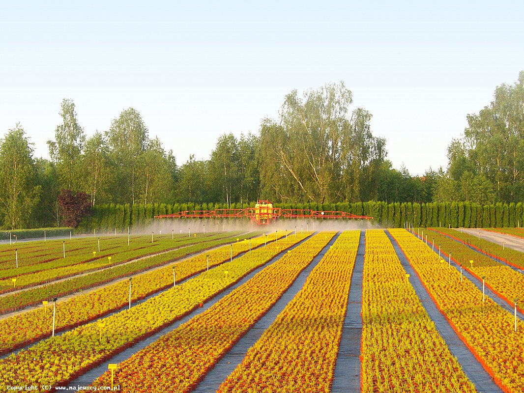 مشتل نباتات الخلنج، إنتاج شتلات الخلنج والأزاليا اليابانية البولندية مشتل نباتات الخلنج، إنتاج شتلات الخلنج والأزاليا اليابانية البولندية