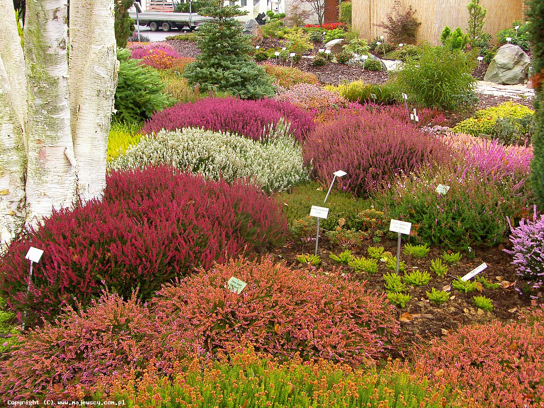 مشتل نباتات الخلنج، إنتاج شتلات الخلنج والأزاليا اليابانية البولندية مشتل نباتات الخلنج، إنتاج شتلات الخلنج والأزاليا اليابانية البولندية