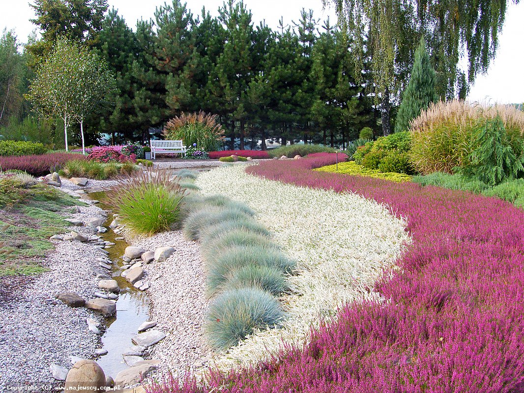 مشتل نباتات الخلنج، إنتاج شتلات الخلنج والأزاليا اليابانية البولندية مشتل نباتات الخلنج، إنتاج شتلات الخلنج والأزاليا اليابانية البولندية