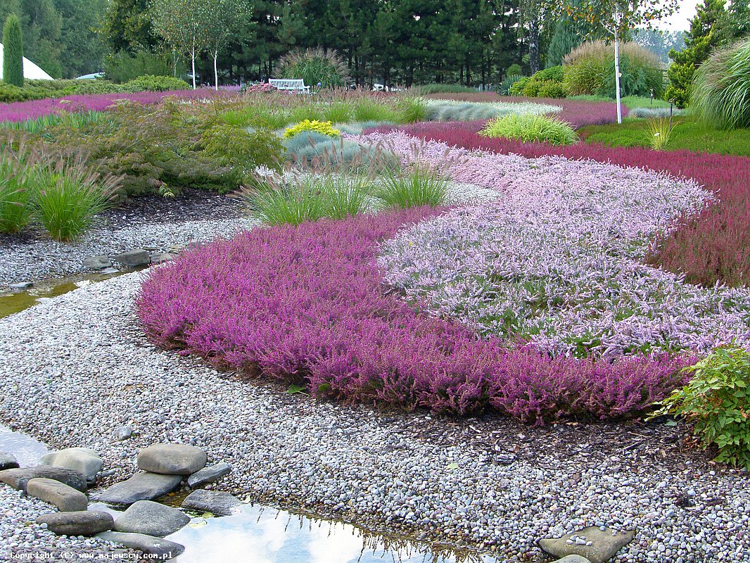 مشتل نباتات الخلنج، إنتاج شتلات الخلنج والأزاليا اليابانية البولندية مشتل نباتات الخلنج، إنتاج شتلات الخلنج والأزاليا اليابانية البولندية