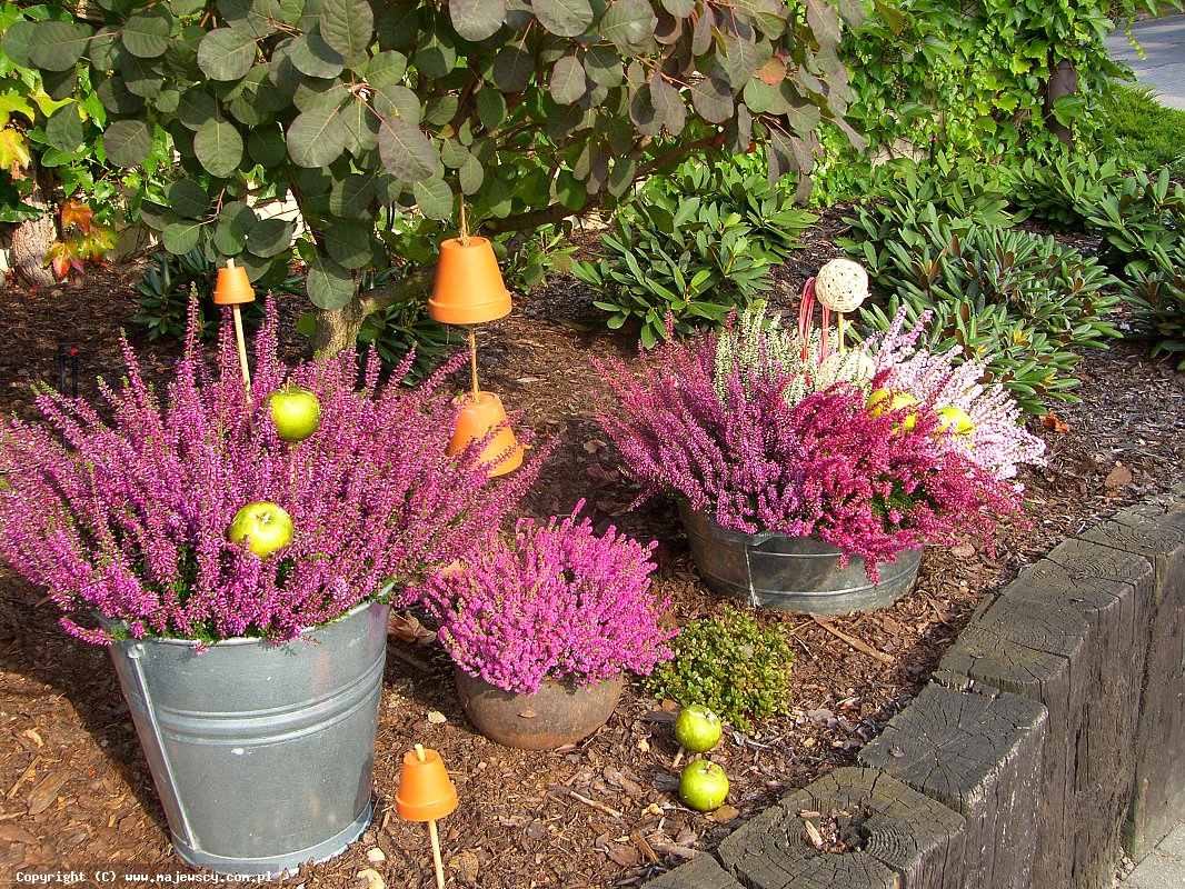 مشتل نباتات الخلنج، إنتاج شتلات الخلنج والأزاليا اليابانية البولندية مشتل نباتات الخلنج، إنتاج شتلات الخلنج والأزاليا اليابانية البولندية