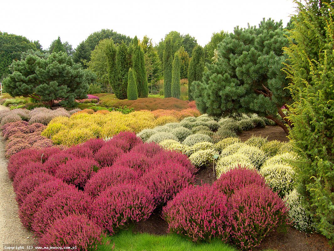 مشتل نباتات الخلنج، إنتاج شتلات الخلنج والأزاليا اليابانية البولندية مشتل نباتات الخلنج، إنتاج شتلات الخلنج والأزاليا اليابانية البولندية