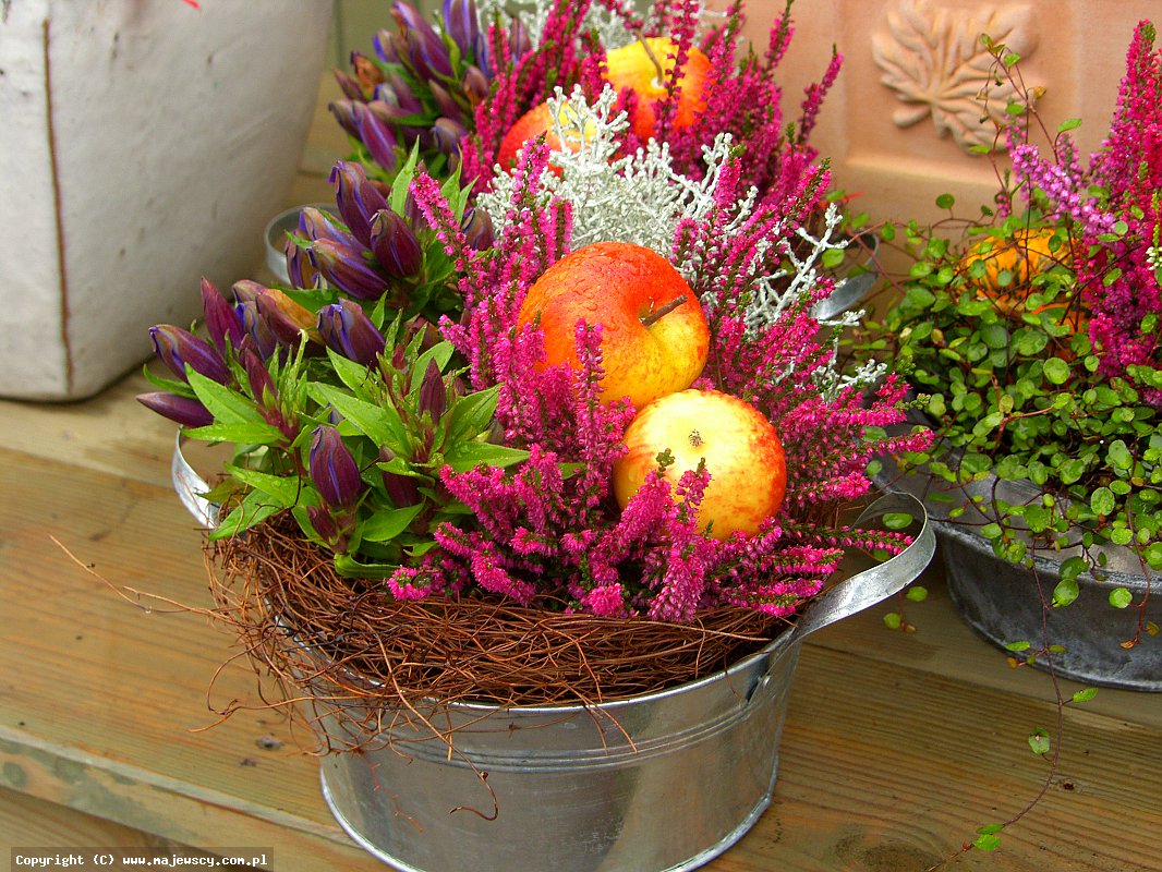 مشتل نباتات الخلنج، إنتاج شتلات الخلنج والأزاليا اليابانية البولندية مشتل نباتات الخلنج، إنتاج شتلات الخلنج والأزاليا اليابانية البولندية