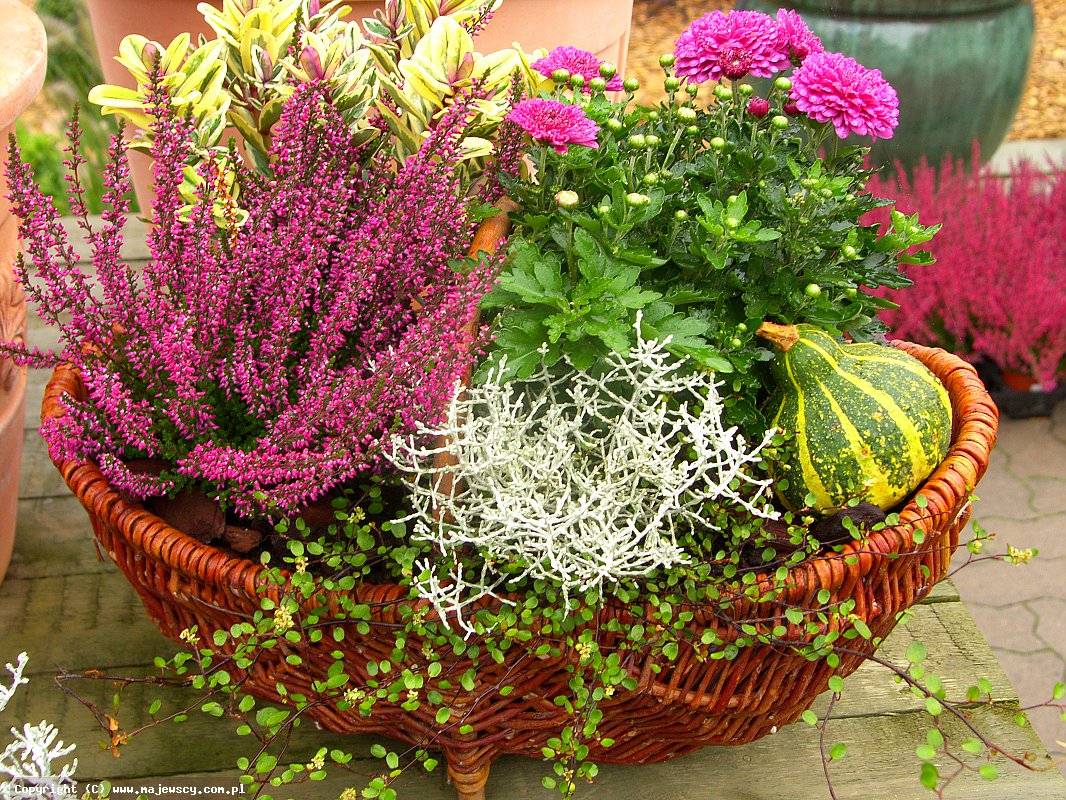 مشتل نباتات الخلنج، إنتاج شتلات الخلنج والأزاليا اليابانية البولندية مشتل نباتات الخلنج، إنتاج شتلات الخلنج والأزاليا اليابانية البولندية