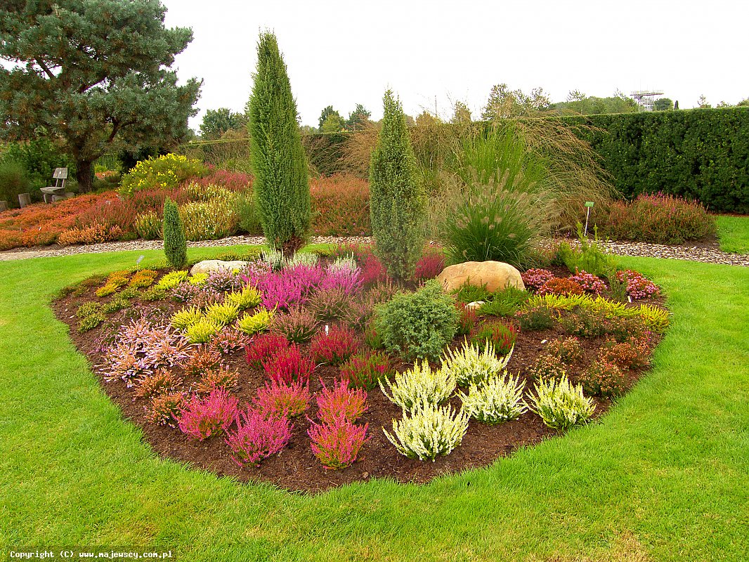 مشتل نباتات الخلنج، إنتاج شتلات الخلنج والأزاليا اليابانية البولندية مشتل نباتات الخلنج، إنتاج شتلات الخلنج والأزاليا اليابانية البولندية